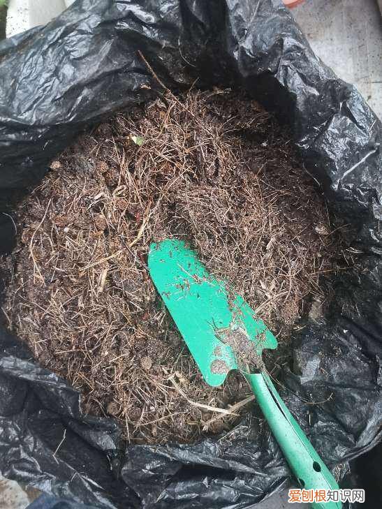 花可以用鸡粪吗为什么，羊粪松土鸡粪上劲，养花要记住的口诀，记住了你也能养好花