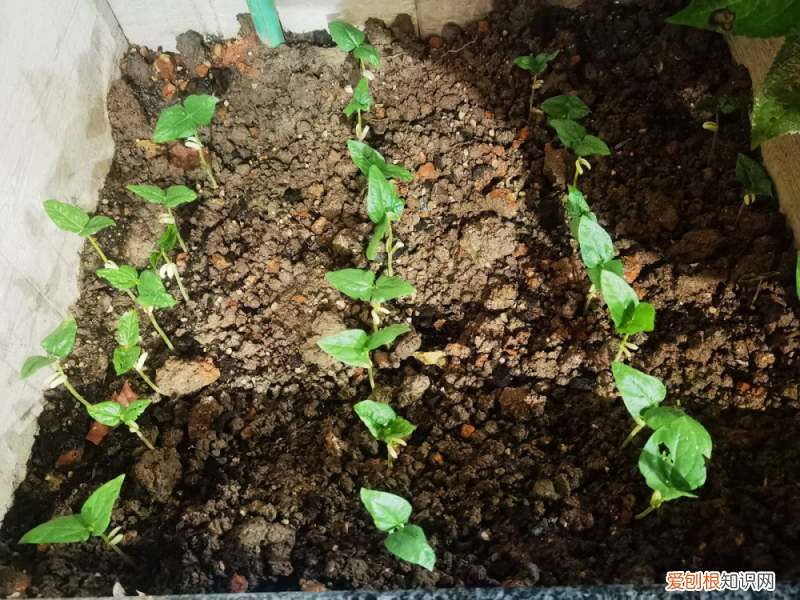 花可以用鸡粪吗为什么，羊粪松土鸡粪上劲，养花要记住的口诀，记住了你也能养好花