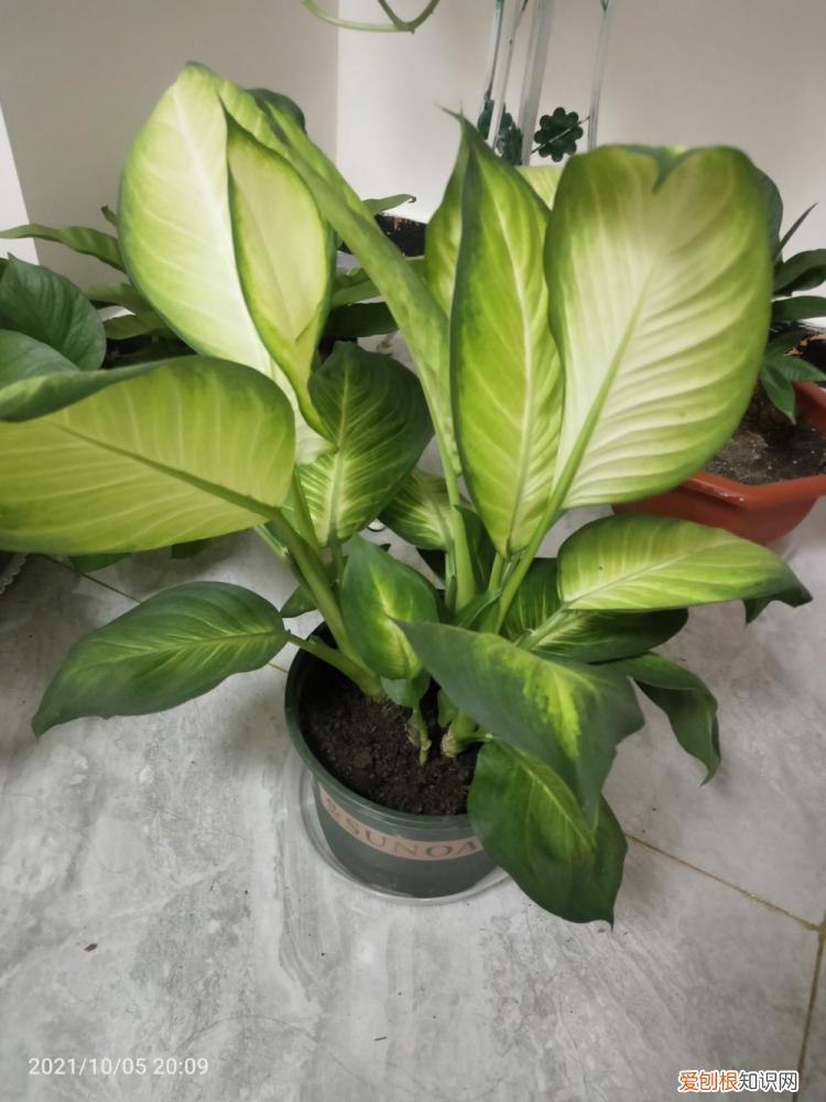 花可以用鸡粪吗为什么，羊粪松土鸡粪上劲，养花要记住的口诀，记住了你也能养好花