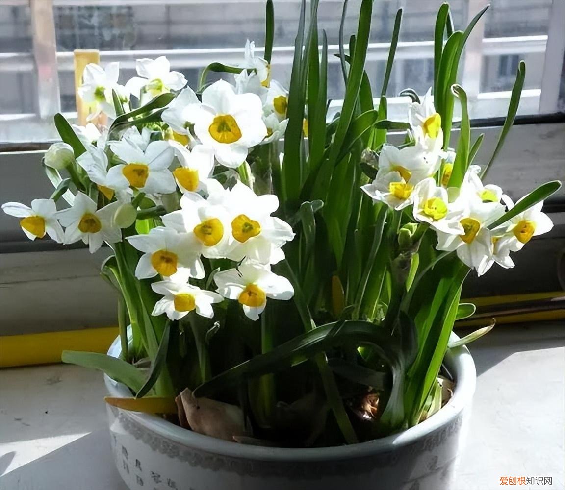 养什么开花的花寓意好，6种“新手花”，懒人也可以养，开花鲜艳漂亮，寓意吉祥美好
