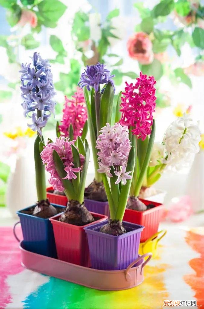养什么开花的花寓意好，6种“新手花”，懒人也可以养，开花鲜艳漂亮，寓意吉祥美好