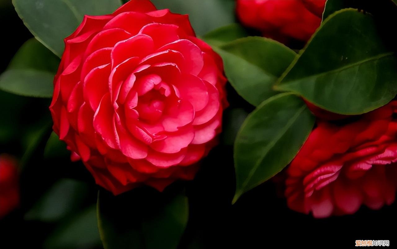 养什么开花的花寓意好，6种“新手花”，懒人也可以养，开花鲜艳漂亮，寓意吉祥美好