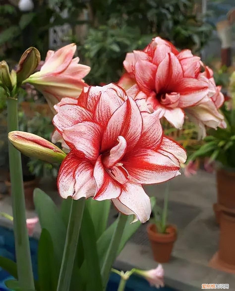 养什么开花的花寓意好，6种“新手花”，懒人也可以养，开花鲜艳漂亮，寓意吉祥美好