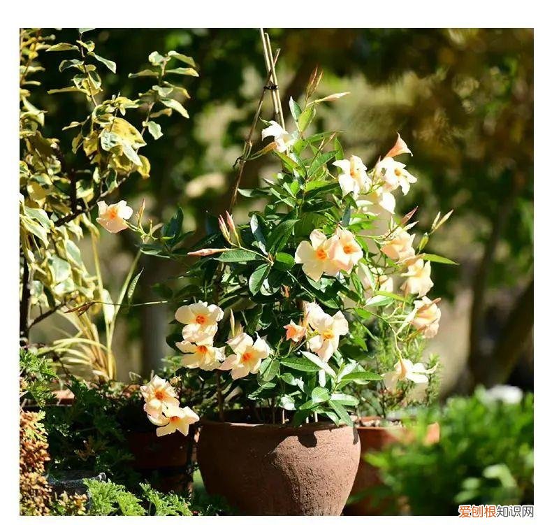 养什么开花的花寓意好，6种“新手花”，懒人也可以养，开花鲜艳漂亮，寓意吉祥美好