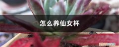 仙女杯的养殖方法和注意事项 怎么养仙女杯