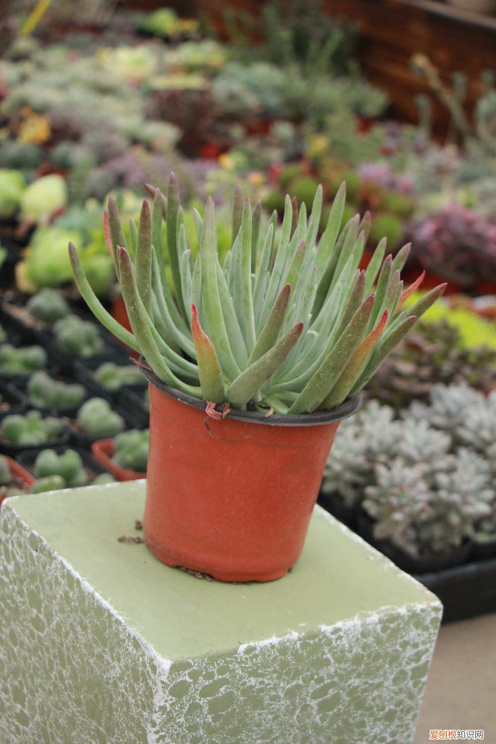 仙女杯的养殖方法和注意事项 怎么养仙女杯