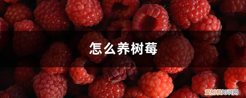 树莓树怎么养 怎么养树莓