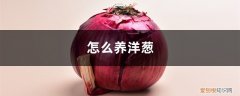 怎么养洋葱? 怎么养洋葱