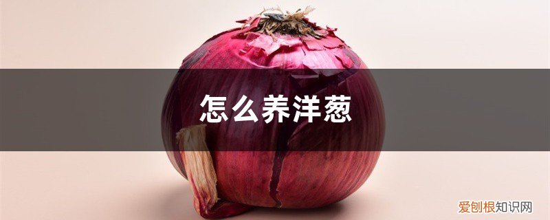 怎么养洋葱? 怎么养洋葱