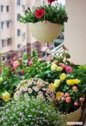 花肥有毒吗?，养花不用买肥料，这“5种肥”随处可见，捡回来养花，花草疯着长