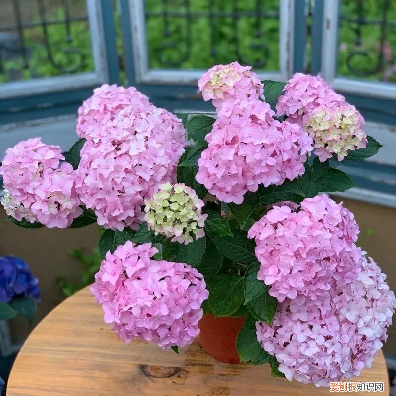 花肥有毒吗?，养花不用买肥料，这“5种肥”随处可见，捡回来养花，花草疯着长