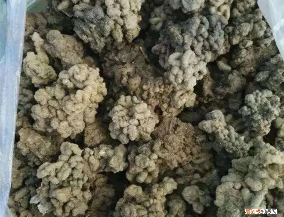 花肥有毒吗?，养花不用买肥料，这“5种肥”随处可见，捡回来养花，花草疯着长