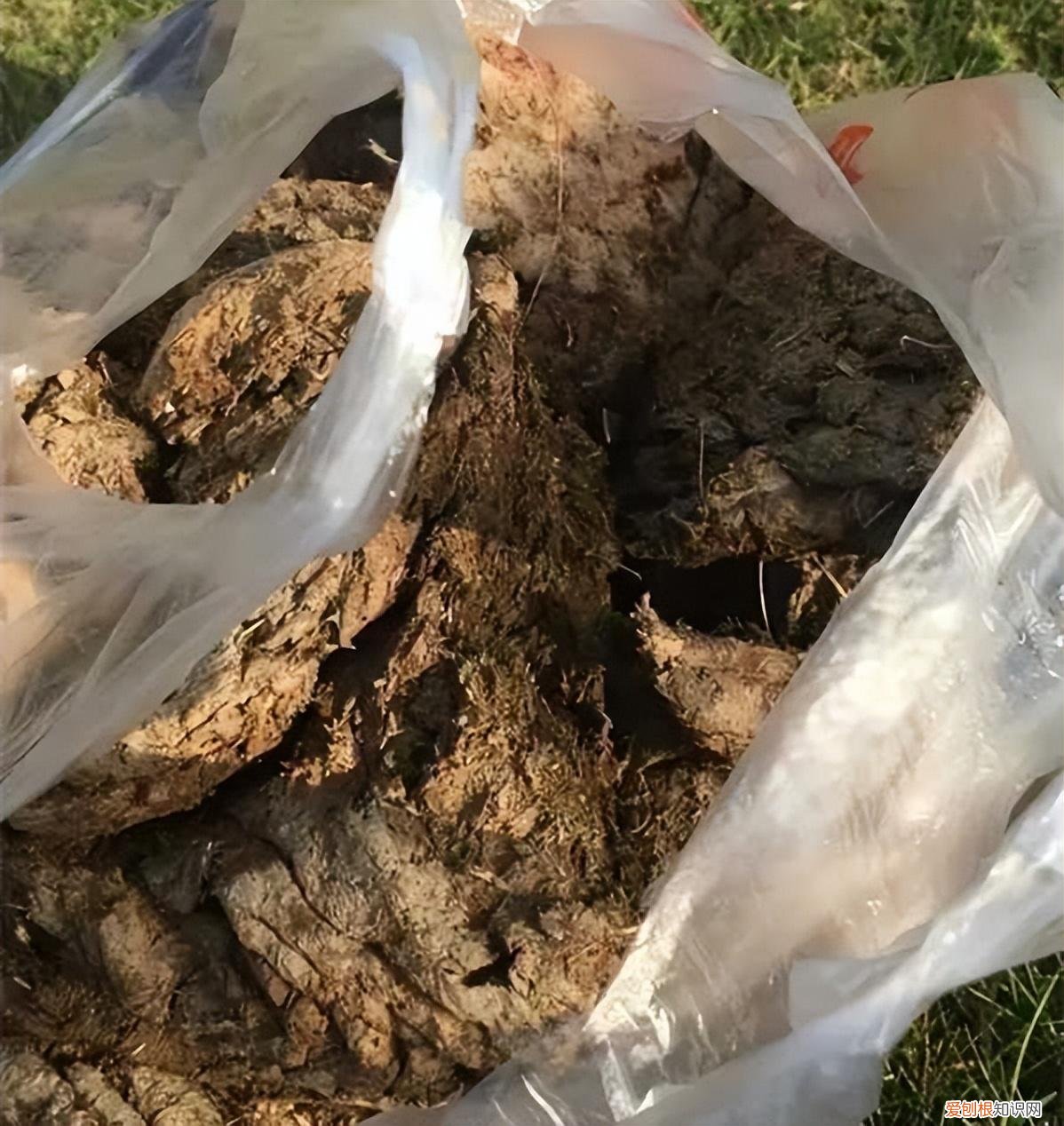 花肥有毒吗?，养花不用买肥料，这“5种肥”随处可见，捡回来养花，花草疯着长