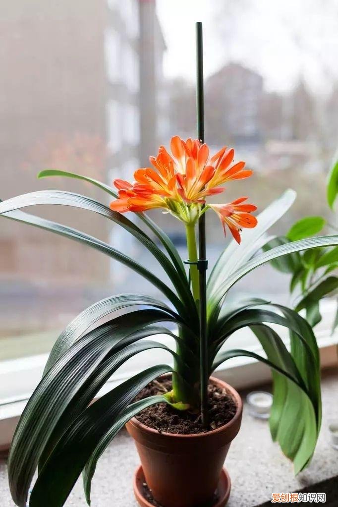 花肥有毒吗?，养花不用买肥料，这“5种肥”随处可见，捡回来养花，花草疯着长