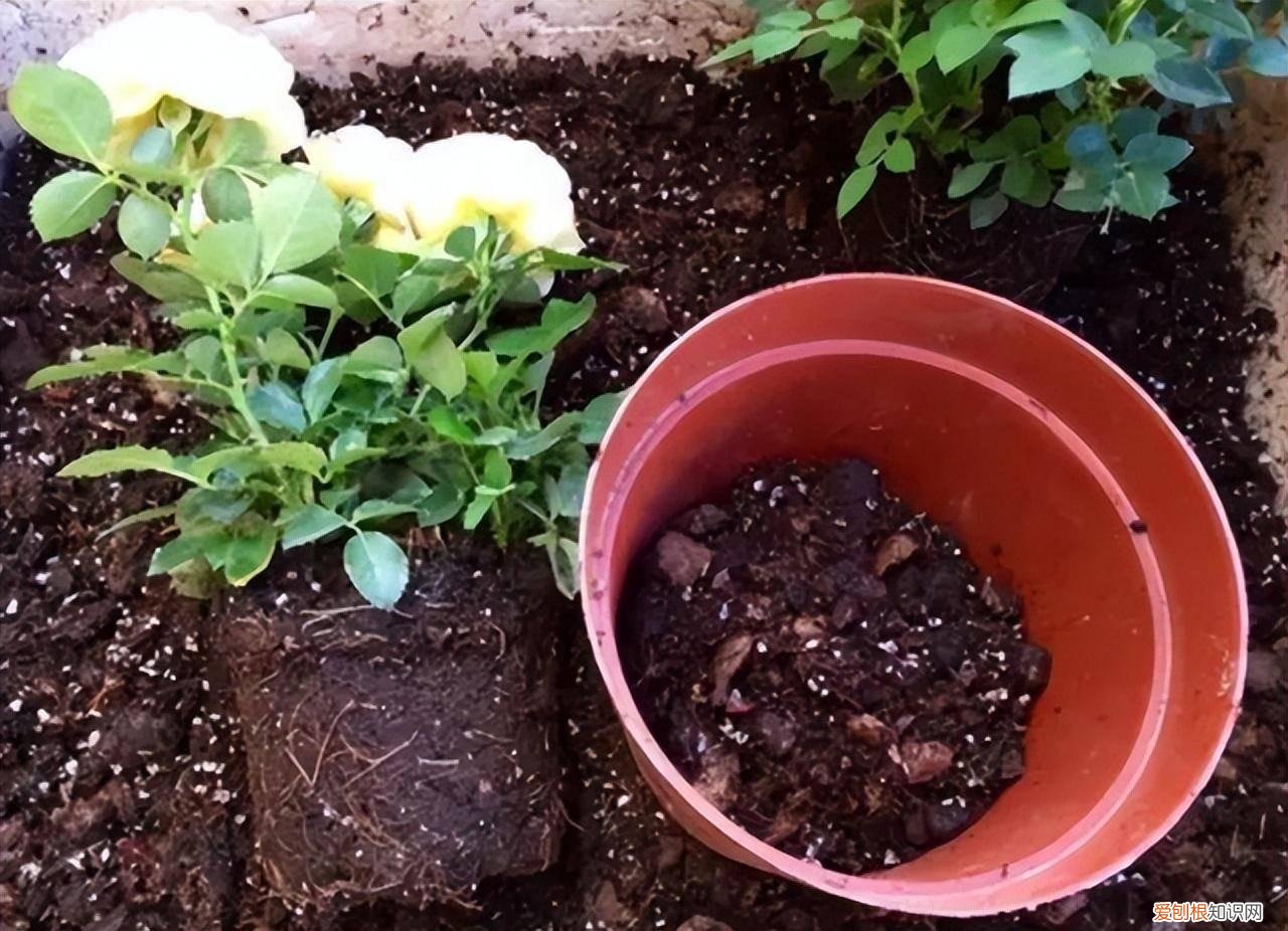 花肥有毒吗?，养花不用买肥料，这“5种肥”随处可见，捡回来养花，花草疯着长