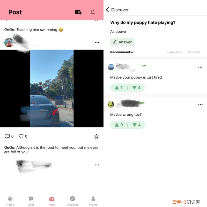 观望3年，准备7个月，我在湾区做了一个宠物训练App