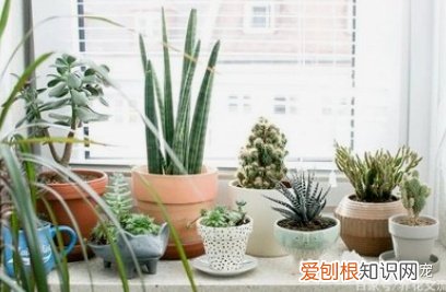 养花窍门99招，日常养花“小秘笈”！
