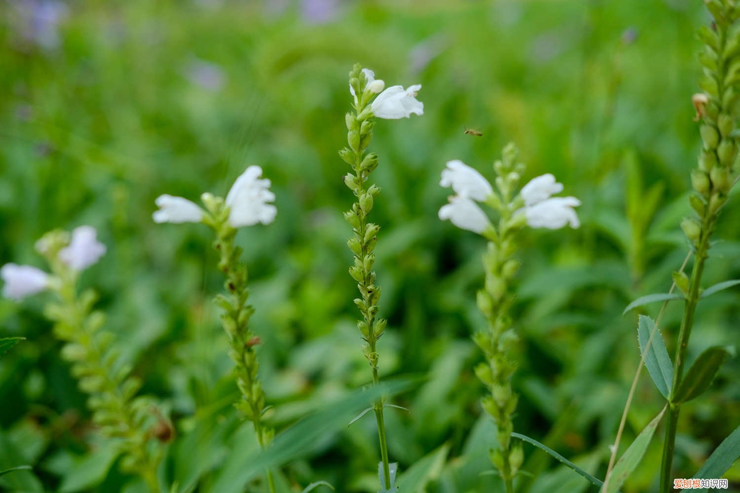 养殖水草的办法与方法 随意草的养殖方法
