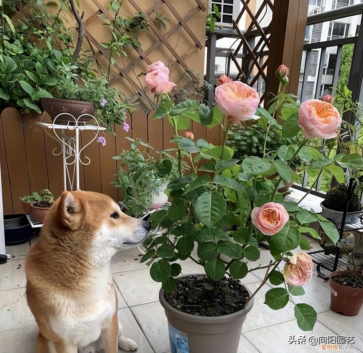 家里养的花草,5天就枯萎，家里养的花草，5年换一次土，时间太久了？不用担心照样生长