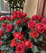 家里养的花草,5天就枯萎，家里养的花草，5年换一次土，时间太久了？不用担心照样生长