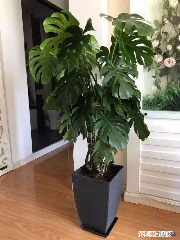 家里养的花草,5天就枯萎，家里养的花草，5年换一次土，时间太久了？不用担心照样生长