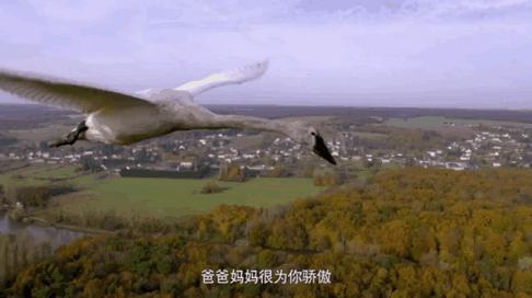 早教视频动画片全集，去哪儿找优质的早教动画资源？