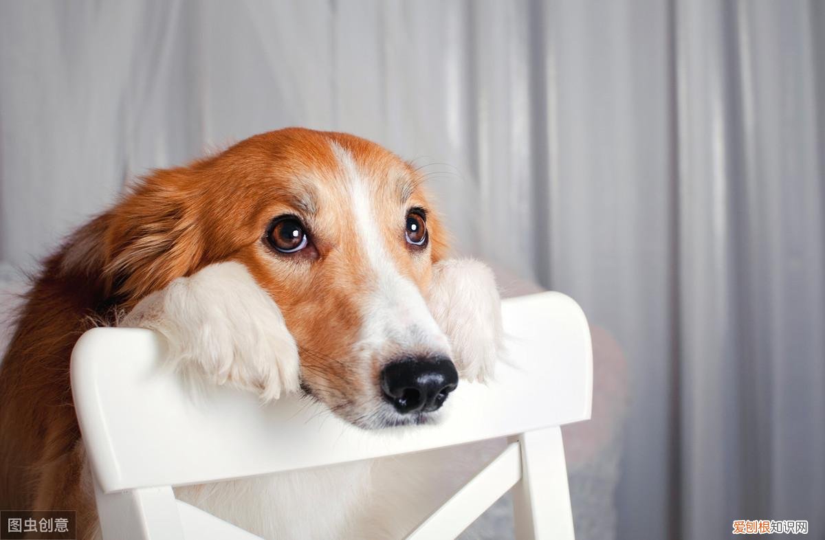 宠物相关知识,你不可不知的宠物基础常识