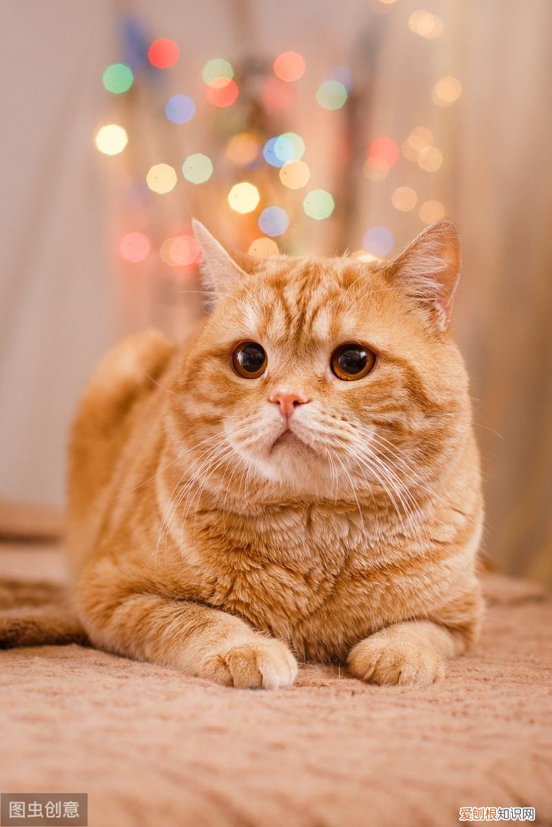 宠物相关知识,你不可不知的宠物基础常识