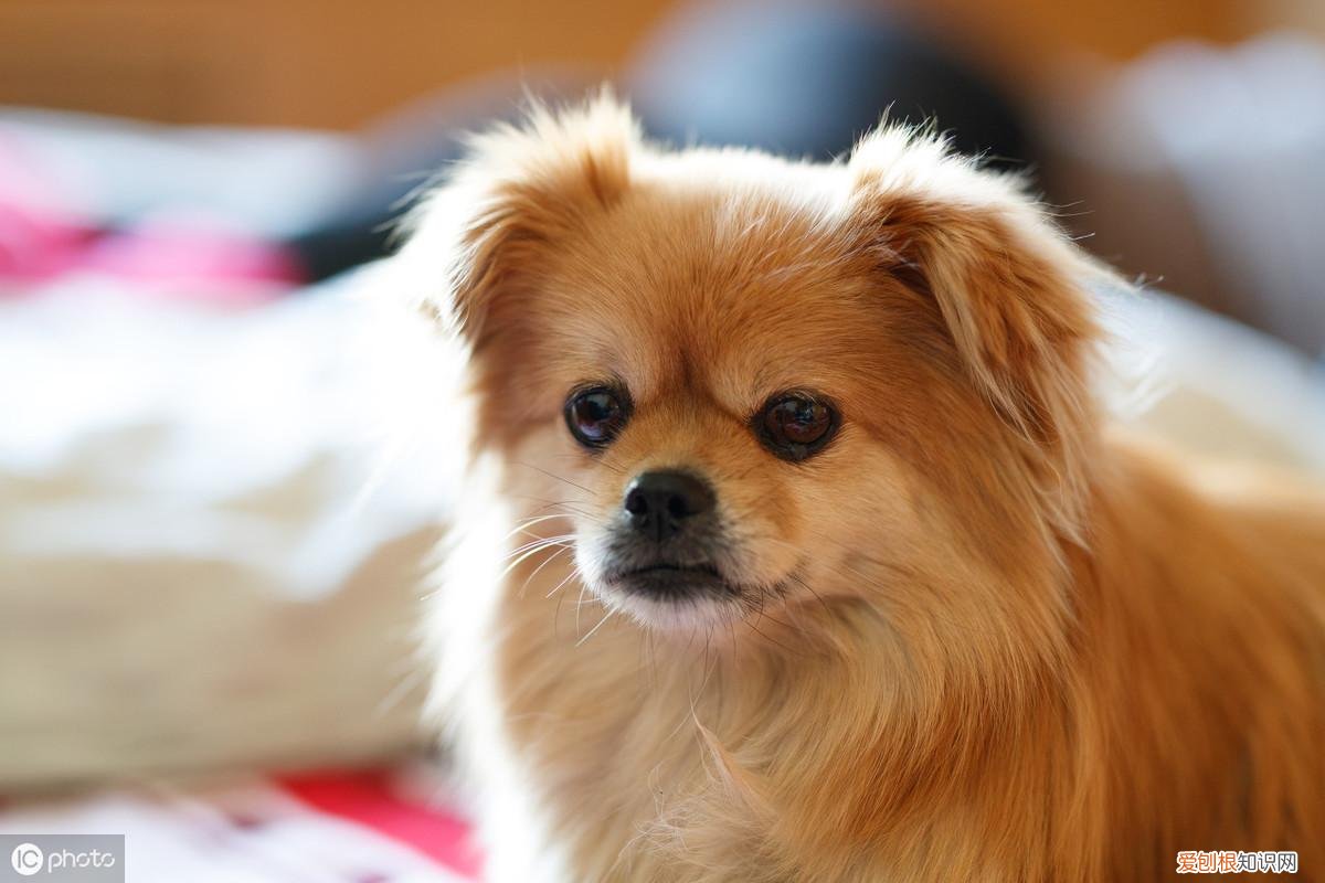 宠物相关知识,你不可不知的宠物基础常识