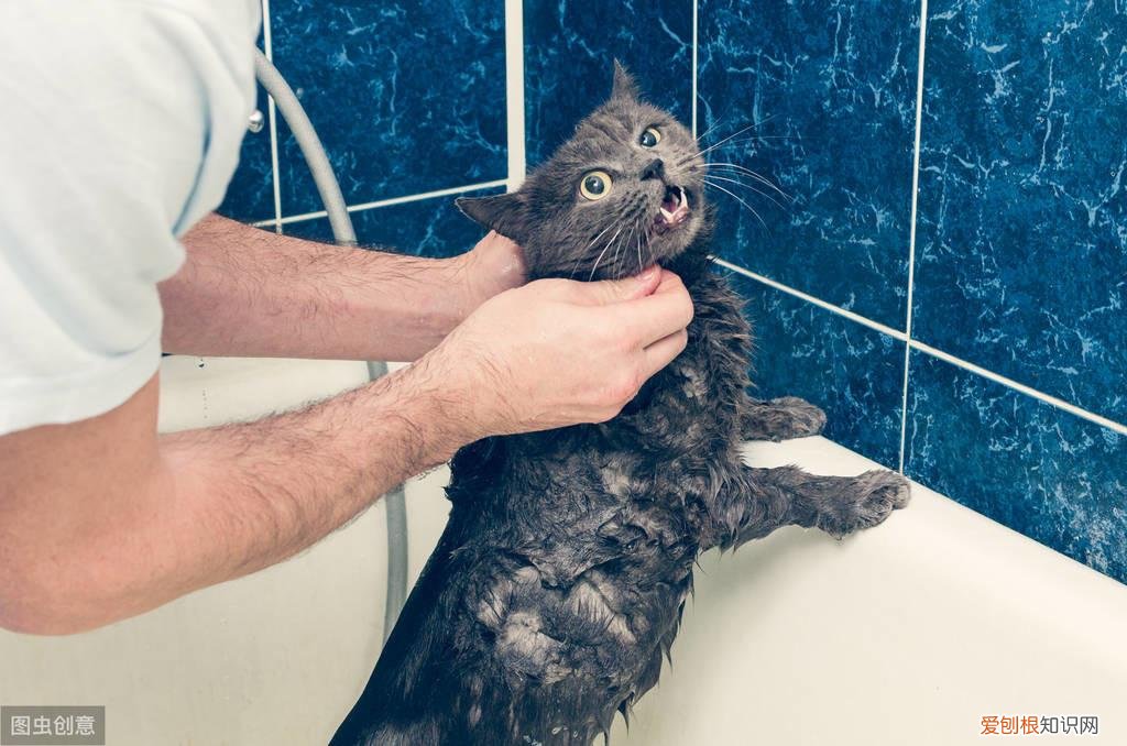 宠物相关知识,你不可不知的宠物基础常识