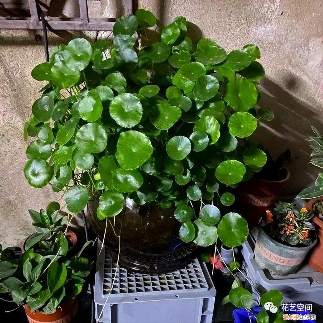 这些花必须天天浇水否则就会枯死，养花只浇水，半年就“枯萎”，学会6个技巧，你就是养花达人