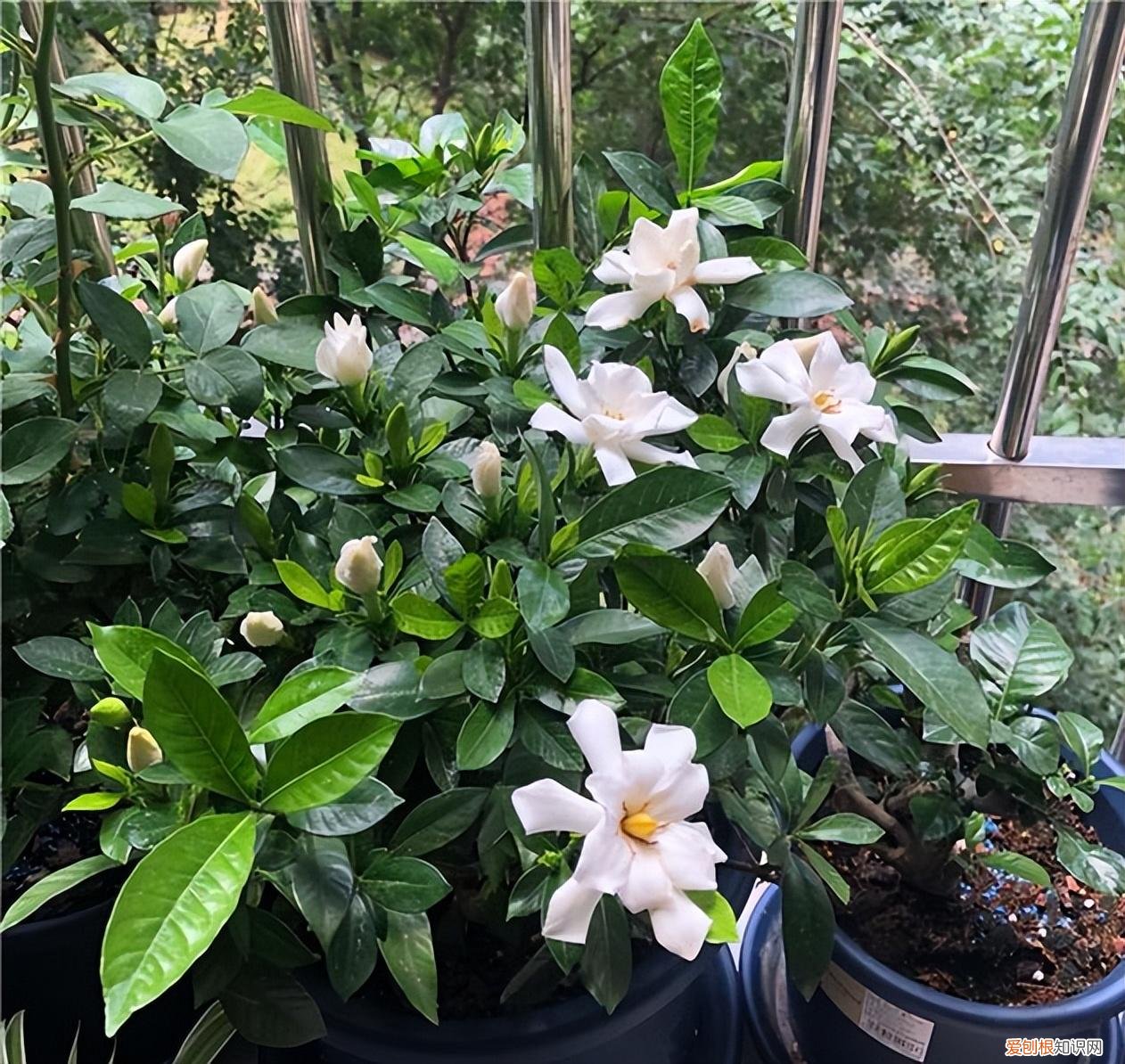 这些花必须天天浇水否则就会枯死，养花只浇水，半年就“枯萎”，学会6个技巧，你就是养花达人