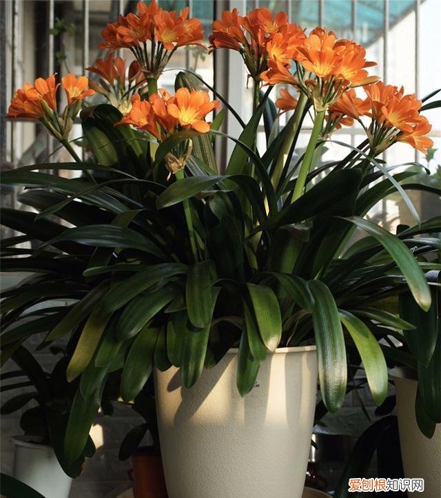 这些花必须天天浇水否则就会枯死，养花只浇水，半年就“枯萎”，学会6个技巧，你就是养花达人