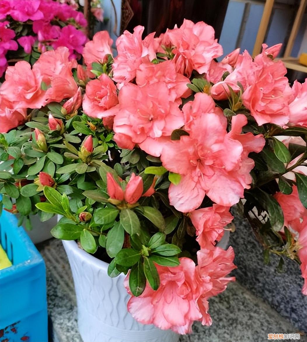 这些花必须天天浇水否则就会枯死，养花只浇水，半年就“枯萎”，学会6个技巧，你就是养花达人