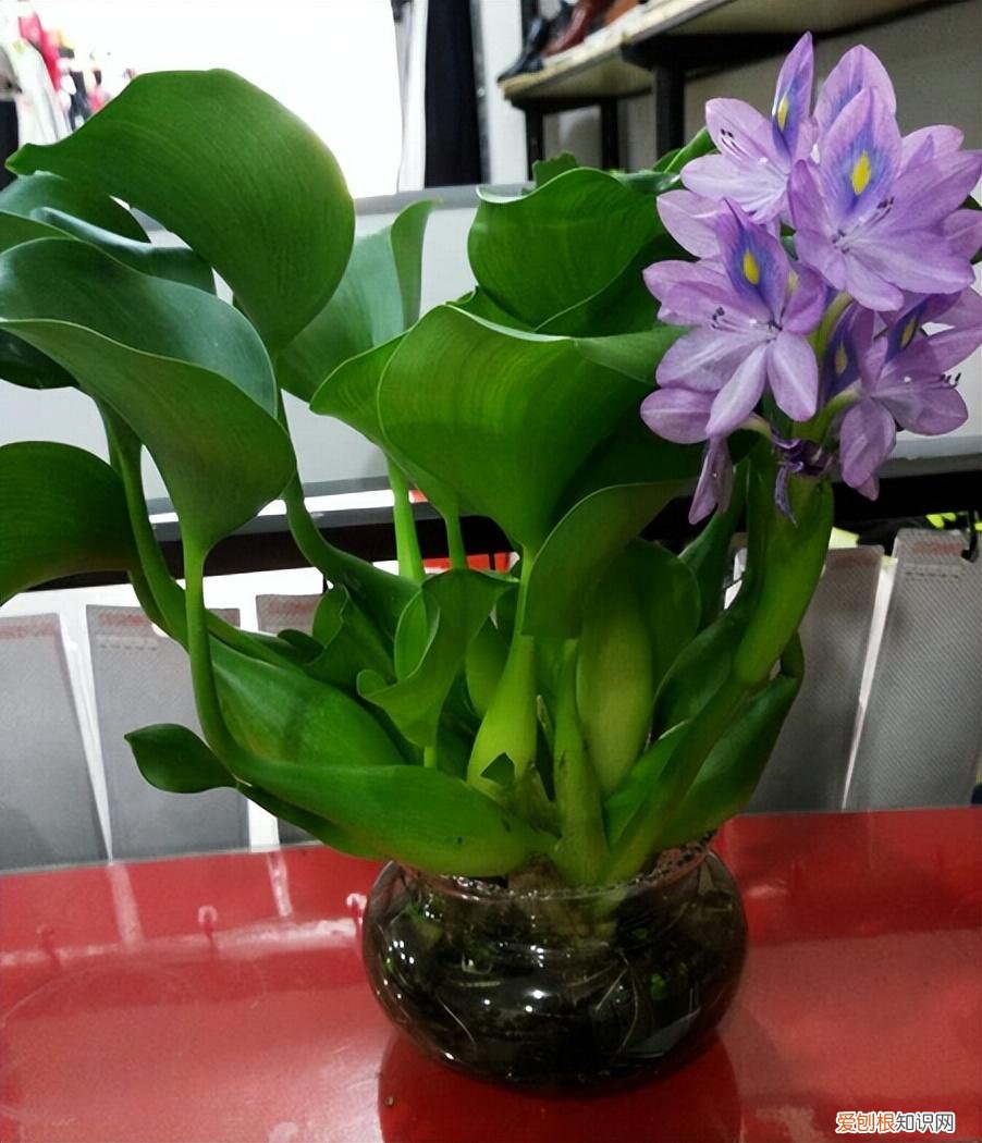 这些花必须天天浇水否则就会枯死，养花只浇水，半年就“枯萎”，学会6个技巧，你就是养花达人