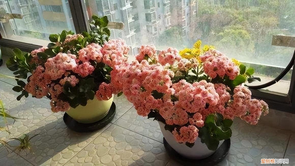 这些花必须天天浇水否则就会枯死，养花只浇水，半年就“枯萎”，学会6个技巧，你就是养花达人