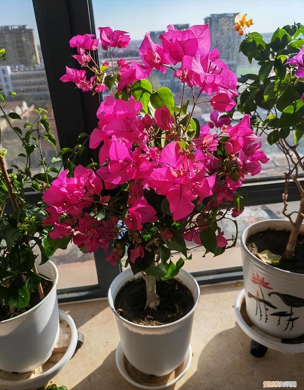 这些花必须天天浇水否则就会枯死，养花只浇水，半年就“枯萎”，学会6个技巧，你就是养花达人