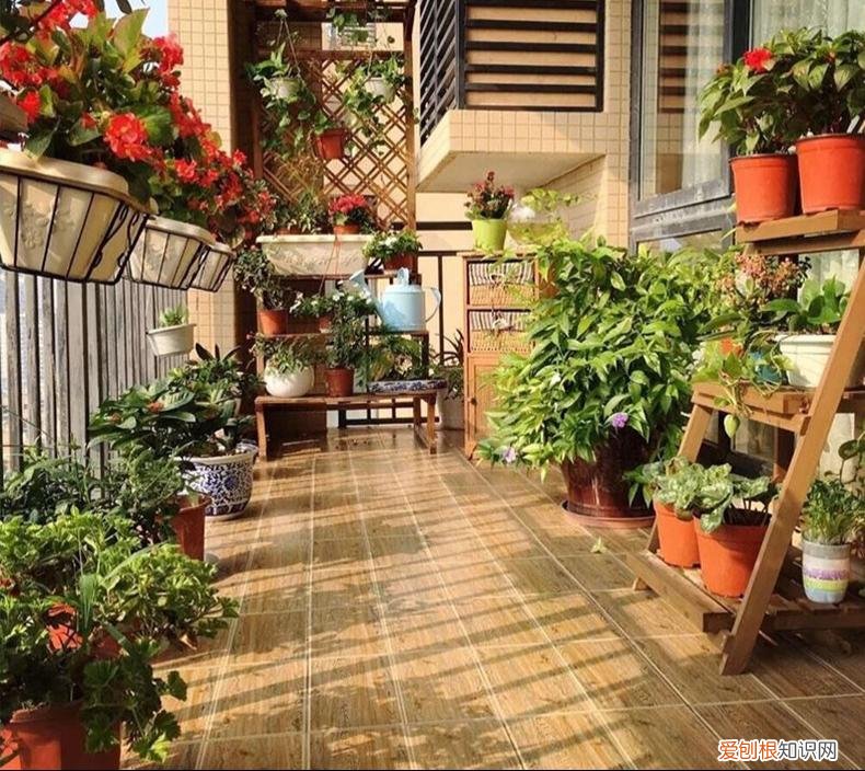 这些花必须天天浇水否则就会枯死，养花只浇水，半年就“枯萎”，学会6个技巧，你就是养花达人