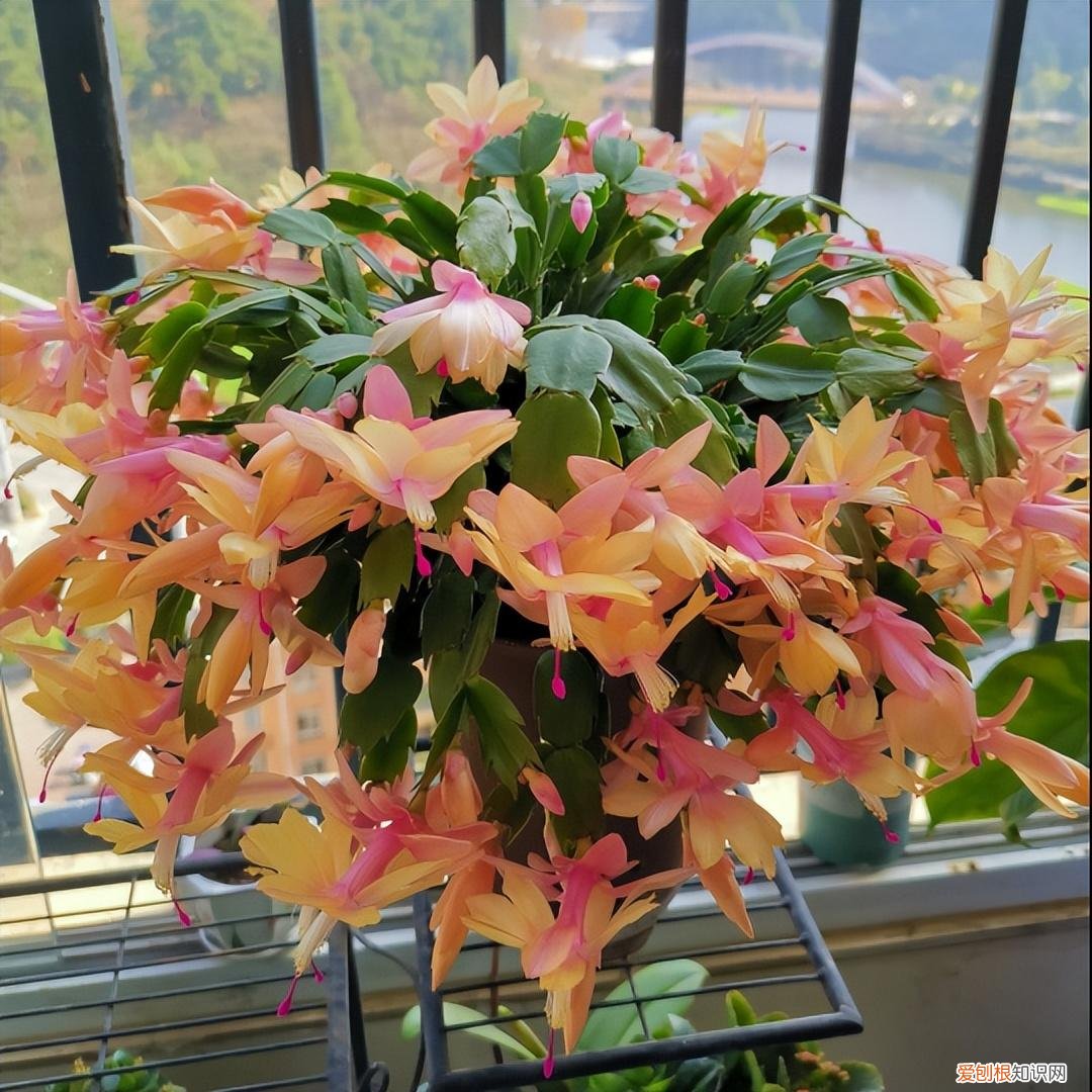 这些花必须天天浇水否则就会枯死，养花只浇水，半年就“枯萎”，学会6个技巧，你就是养花达人