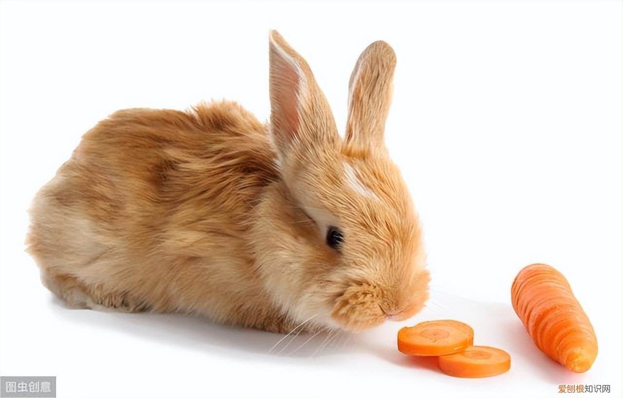 宠物知识科普博主，宠物方面的基本知识