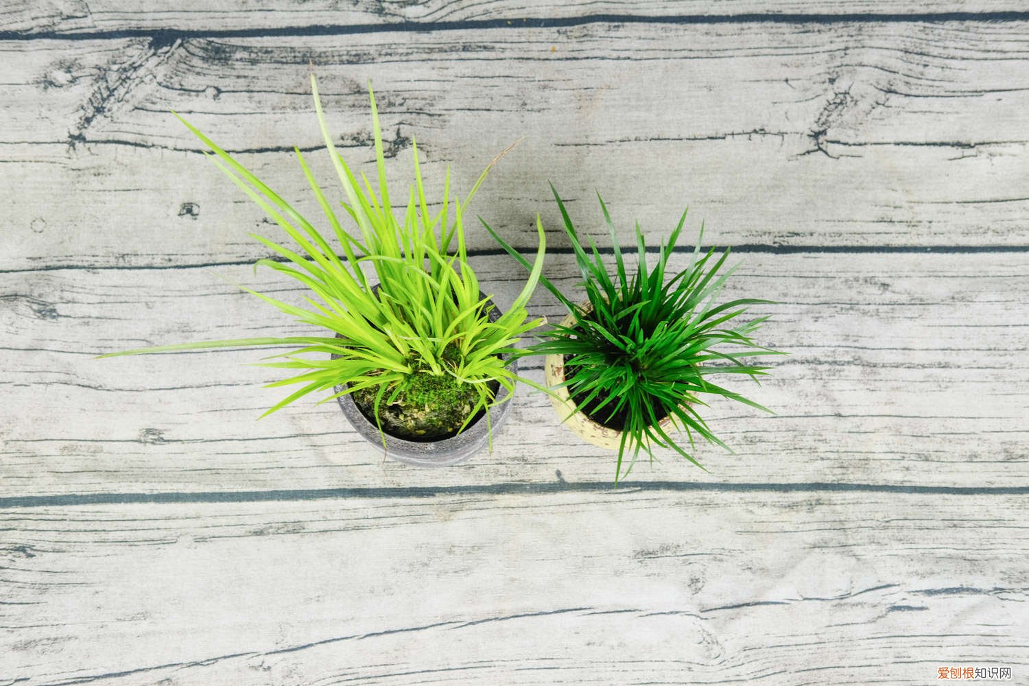 石菖蒲的养殖方法视频 石菖蒲的养殖方法