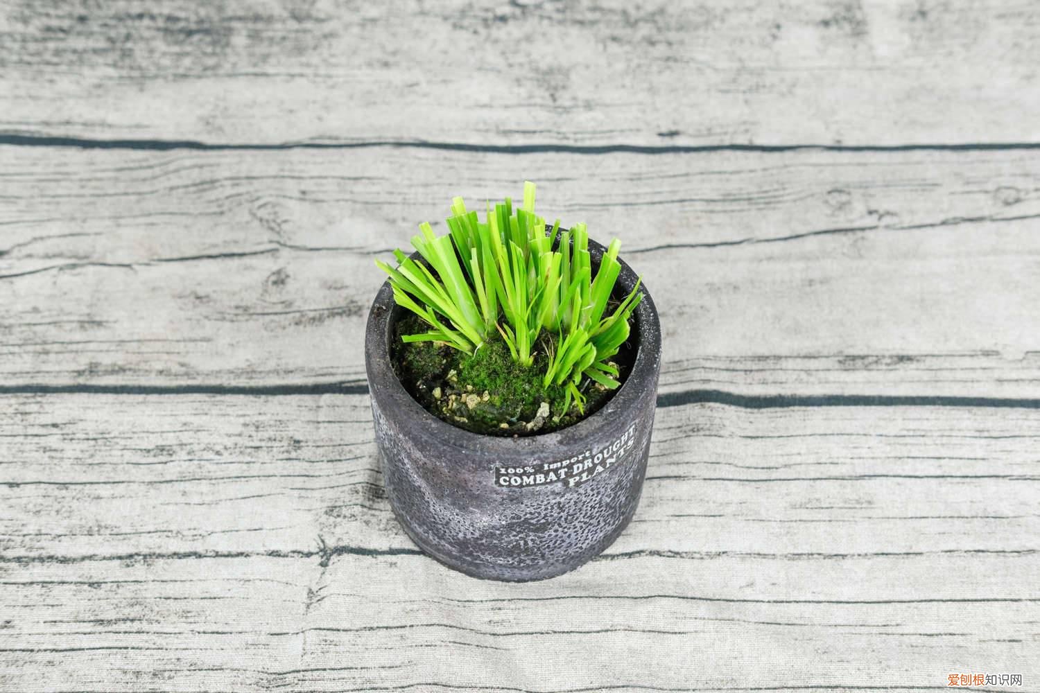 石菖蒲的养殖方法视频 石菖蒲的养殖方法