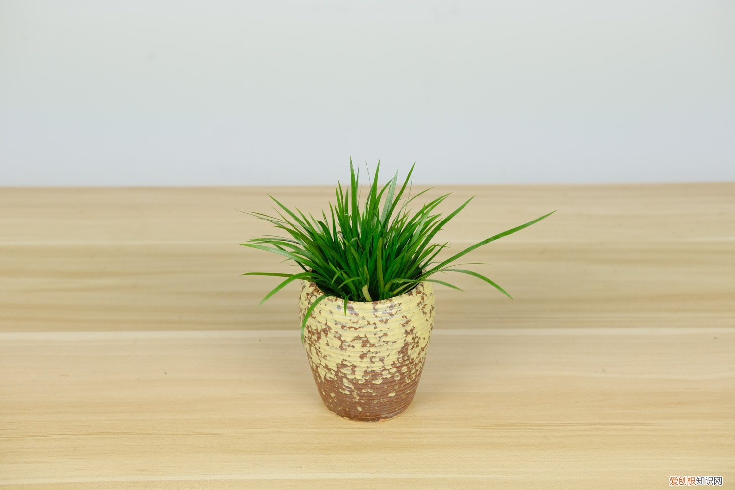 石菖蒲的养殖方法视频 石菖蒲的养殖方法