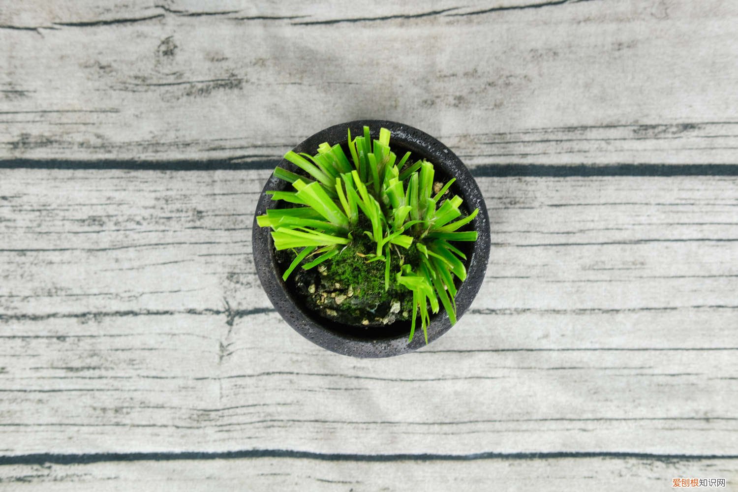 石菖蒲的养殖方法视频 石菖蒲的养殖方法