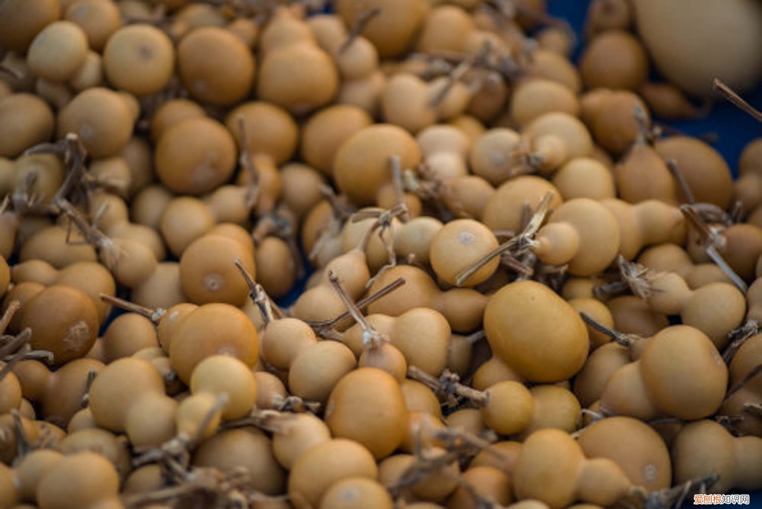 葫芦的养殖方法视频 葫芦的养殖方法