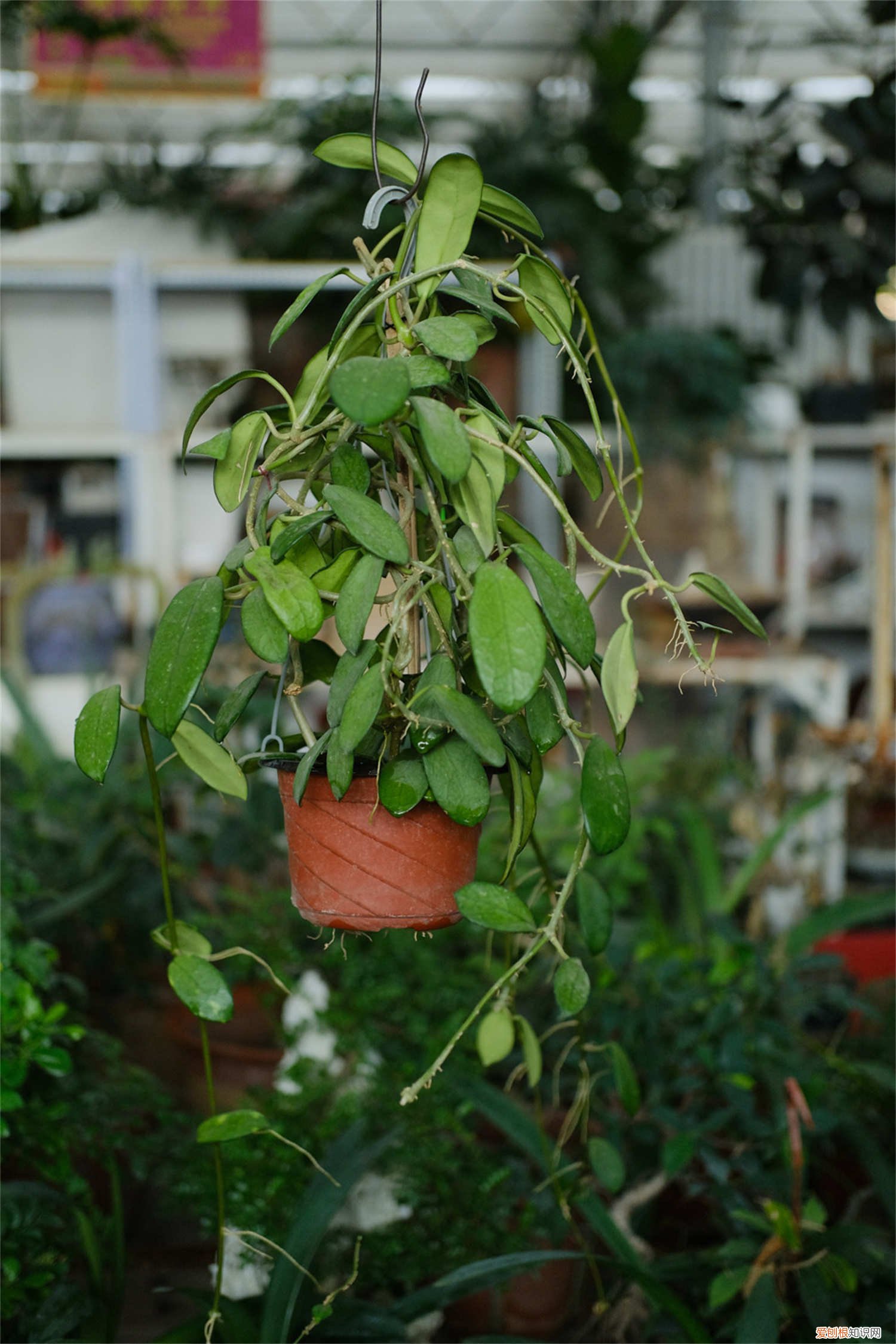 心叶球兰养护 心叶球兰怎么养