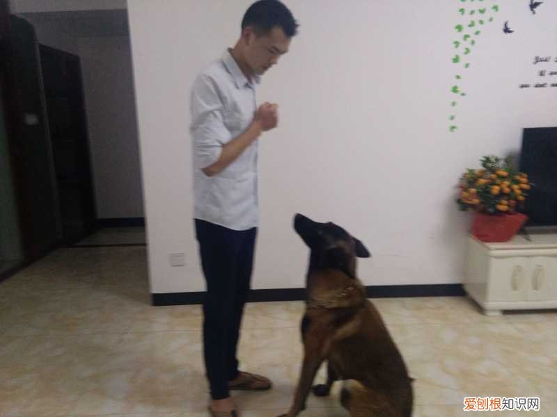 爱宠小知识，科普知识宠物知识