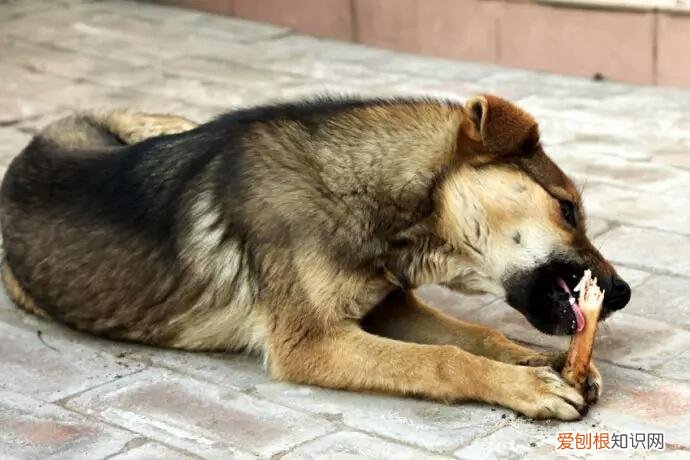爱宠小知识，科普知识宠物知识