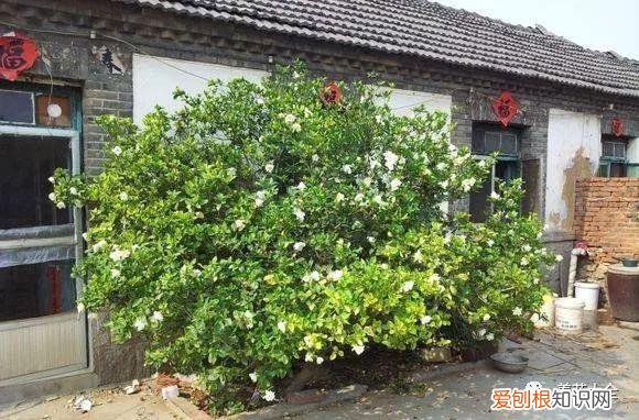 为什么最近喜欢养花，还在说你养花的时间长？看完它们，就知道什么才是养花高手了！