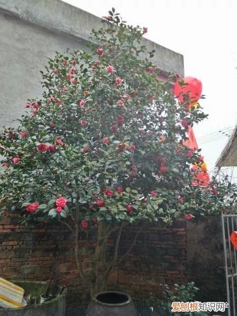 为什么最近喜欢养花，还在说你养花的时间长？看完它们，就知道什么才是养花高手了！